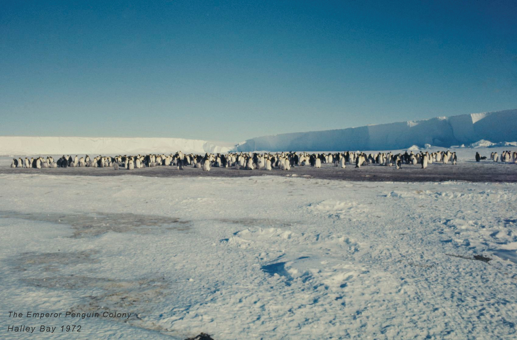 Emperor Penguin Colony